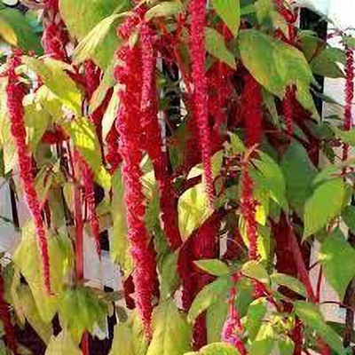 KANAYA Amaranthus Burgundy Red/ Dark Green Flower Seed(28 per packet)