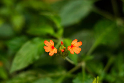 SeedStore kanakambaram-firecracker-crossandra Seed(41 per packet)