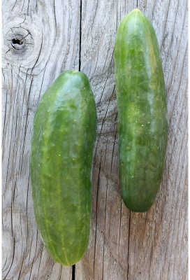 Quentova F1 Hybrid DIVA CUCUMBER Seeds-QLTY-8S Seed(250 per packet)
