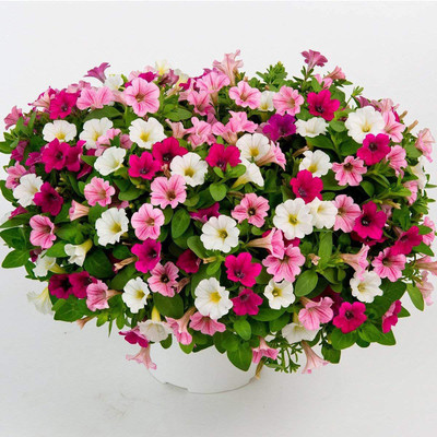 Lorvox Easy Wave Pink Dawn Trailing Petunia Seed(150 per packet)