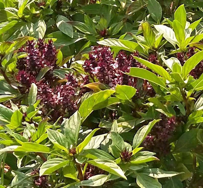 WILLVINE XLL-53 Thai Basil Seeds Seed(1000 per packet)
