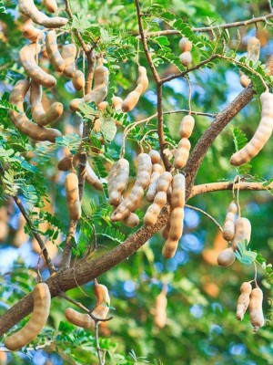 KANAYA Meethi Imli ( Tamarind) Seed(18 per packet)