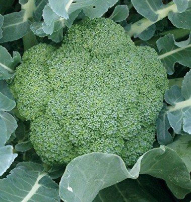 VibeX LX-64 - Broccoli Walt-Am 29 - (1350 Seeds) Seed(1350 per packet)