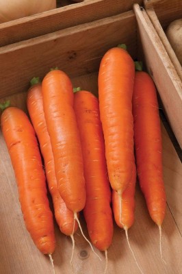 CYBEXIS VXI-70 - Bolero F1 Carrot - (750 Seeds) Seed(750 per packet)