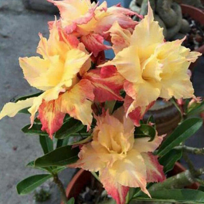 Qualtivate ® Grow Mixed Type Adenium Obesum Desert Rose Seeds(25 Seeds) Seed(100 per packet)