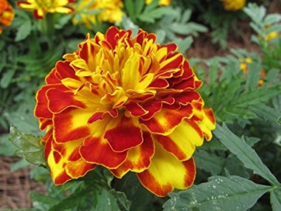 KANAYA Marigold African F2 Dwarf Flower Seed(900 per packet)