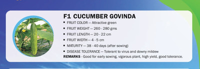 CYBEXIS F1 CUCUMBER GOVINDA(1000 Seeds) Seed(1000 per packet)
