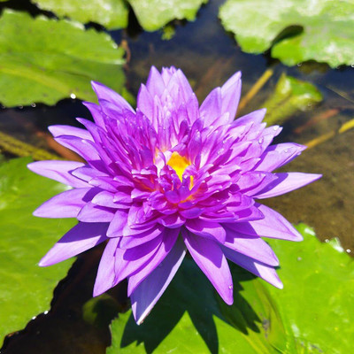 ibains Water lily seed Seed(67 per packet)