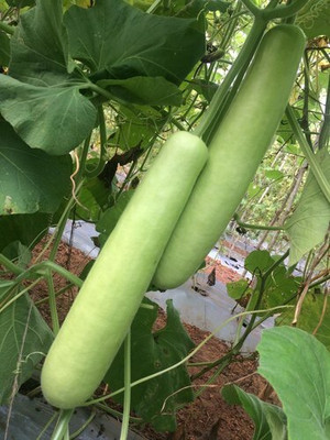UGRA Hybrid Bottle Gourd Seeds Seed(20 per packet)
