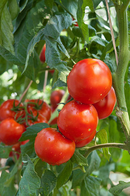 Kodali Hybrid F1 Tomato Seeds Pack Of 109 Seed(109 per packet)
