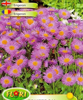 CYBEXIS Wandering Daisy - Perennial Seed(1 g)
