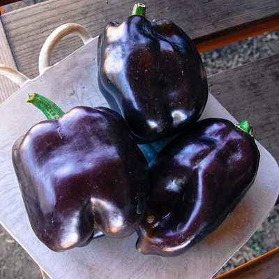 VibeX ® XLR-601 Black CAPSICUM SIMLAMIRCHI SEEDS Seed(200 per packet)