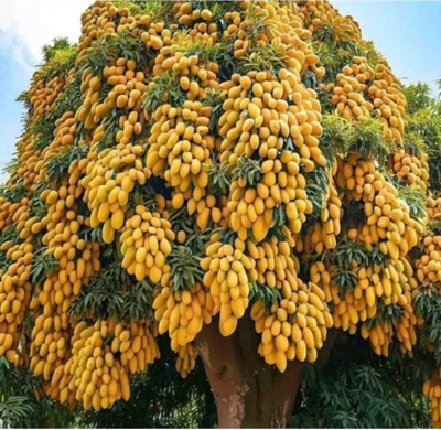 HYBRID 1pcs mango plant seeds Highest yield early fruiting very testy fruits Seed(50 g)