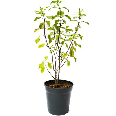 Aywal Tulsi Seed(40 per packet)