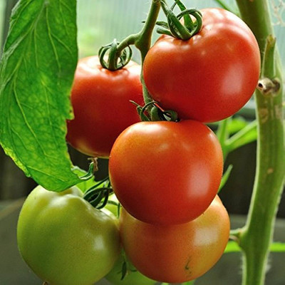 BDSresolve new hybrid tomato seeds/tomato seed 71 Seed(71 per packet)