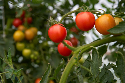 CosaCentrum tomato Seed(30 per packet)