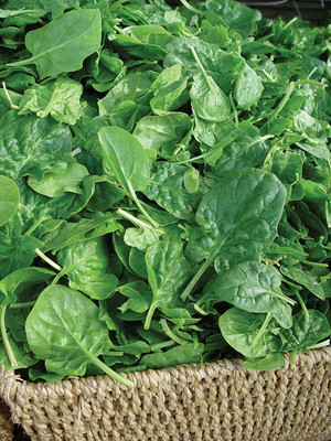CYBEXIS XLL-52 - Double Choice Spinach - (750 Seeds) Seed(750 per packet)