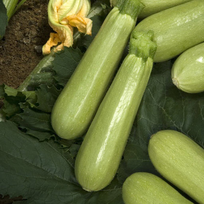 CYBEXIS VVI-89 - Squash Zucchini Aspirant White Bush - (75 Seeds) Seed(75 per packet)