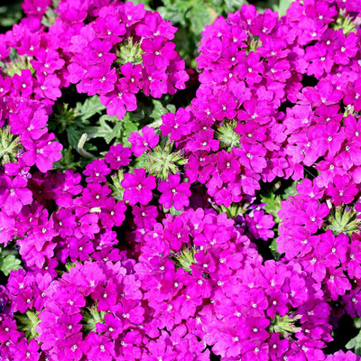 Lorvox trailing verbena Seed(15 per packet)