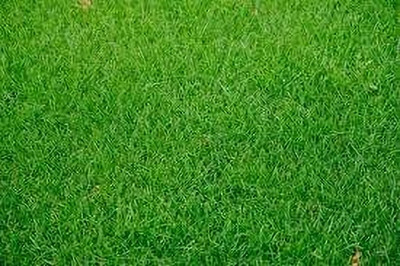 Seedsqlty Indian lawn grass seeds Seed(10000 per packet)