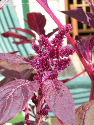 Aywal Red Spinach Seed, Amaranthus Leaf Lal Saag Seed(1000 per packet)
