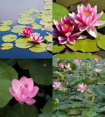 ibains Japanese lotus flower seeds beez 10 Seed(10 per packet)