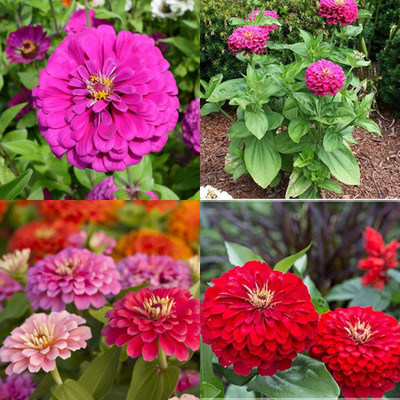 ibains Zinnia flower seeds hybrid with double flower 39 Seed(39 per packet)