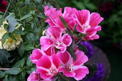 Aywal Stock Matthiola F1 Hybrid Flower Seed(100 per packet)