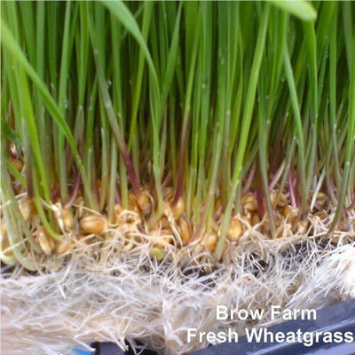 Biosnyg Fast Growing Wheat Grass for Juicing Seeds For Sprouting-(2000 Seeds) Seed(2000 per packet)