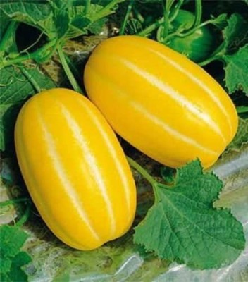 CYBEXIS VVI-38 - Korean Musk Melon Gold - (1350 Seeds) Seed(1350 per packet)