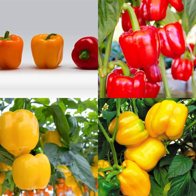 ibains Yellow red mixedcapsicum bell pepper seeds shimla mirchi 52 Seed(52 per packet)