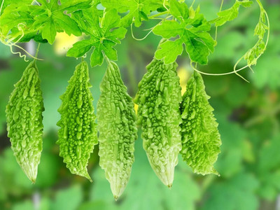 GREENSEA High Yielding Bitter Gourd, Uchchhe, Karela Seed(48 per packet)