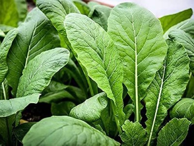 CYBEXIS KGF -54 - Mustard Spinach Komatsuna Tendergreen - (750 Seeds) Seed(750 per packet)