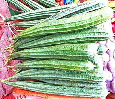 VibeX PEERKANGAI SEEDS/RIDGE GOURD SEEDS[10 Gms, 50 Seeds] Seed(50 per packet)