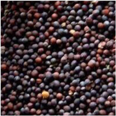 KNESSiN Cabbage Seed(1250 per packet)