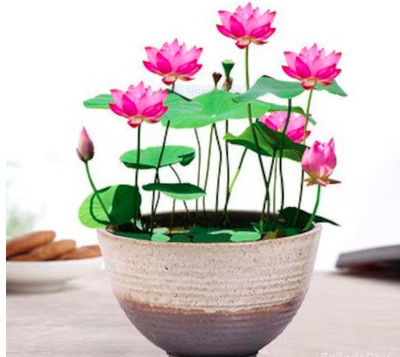 ROSEMERC BEAUTIFULL RED LOTUS ( 20 SEEDS ) Seed(20 per packet)