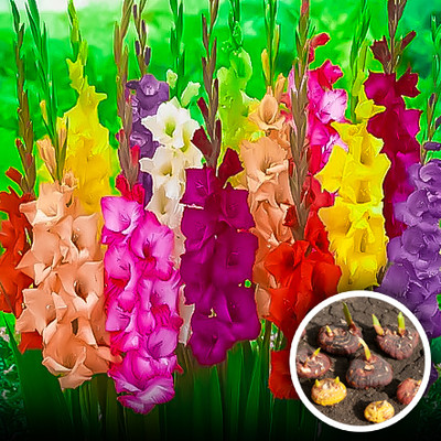 Seedsilk Imported Hybrid Big Size Gladiolus Flower Bulbs Seed(5 per packet)