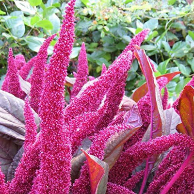KANAYA Amaranthus Burgundy Red/ Dark Green Flower Seed(90 per packet)
