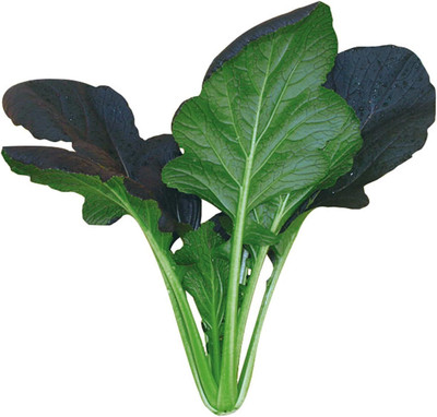 WILLVINE VMR -I Cabbage Seeds - Pak Choi - Red Kingdom [50g] Seed(15000 per packet)