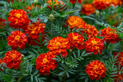 BISWAS Merigold seeds, Genda Phool Beej Seed(255 per packet)