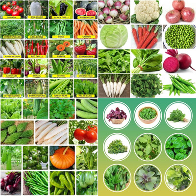 ibains Vegetable seeds for rainy season biij 203 Seed(203 per packet)