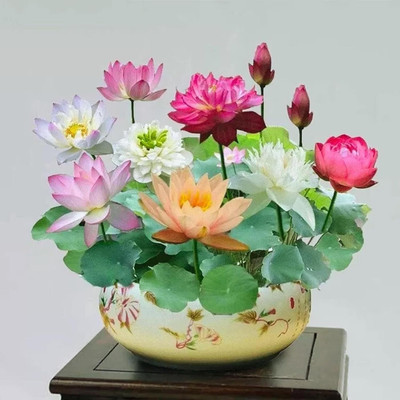 LPR LOTUS,KAMAL Seed(30 per packet)
