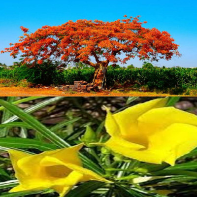 Garden Basket Hubb Kaner & Gulmohar Seeds – Beautiful Ornamental & Shade Trees 50 pcs each Seed(100 per packet)