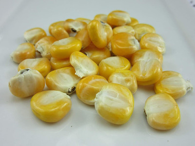 WILLVINE ATS-790 Giant Goliath Corn Yellow Seed(500 per packet)