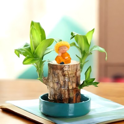 LootZoo Mini Brazalian wood Lucky Brazilian Wood Plant WITH BUDHA IDOL Seed(1 per packet)