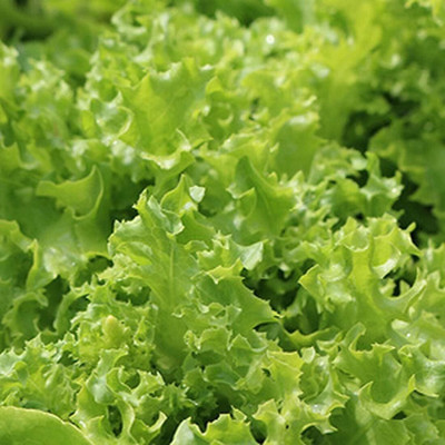 Qualtivate RES-1A Lettuce Oakleaf Tango(Green) Seed(300 per packet)