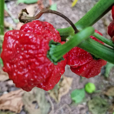 KNESSiN Easy to Grow Khang Starr Chilli Seeds for Terrace Gardening-(600 Seeds) Seed(600 per packet)
