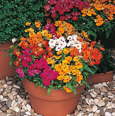 LPR NEMESIA Seed(60 per packet)