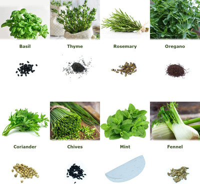 CYBEXIS Set 'Herb Garden' 8 Seeds of The Most Popular Herbs from Portugal/Farming Seed(10 g)