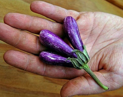 Quentova Brinjal-VNT Seed(500 per packet)